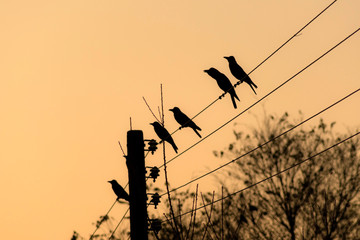 birds on the wire 