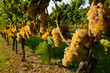 Golden Riesling grapes on rows of vines Niagara on the Lake Ontario