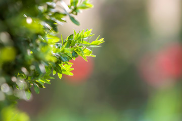 Bright fresh green decorative boxwood bush brunch on blurred colorful copy space background. Gardening art and agriculture concept.