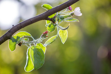 Wall Mural - Blossoming apple branch. White flower, pink buds and bright green small leaves on copy space bokeh background.