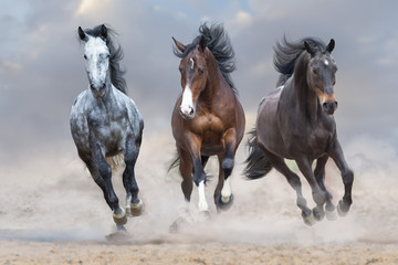  Stado koni ucieka na pustynnym pyle na tle burzowego nieba