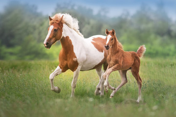 Wall Mural - pinto mare and red foal run on spring green meadow