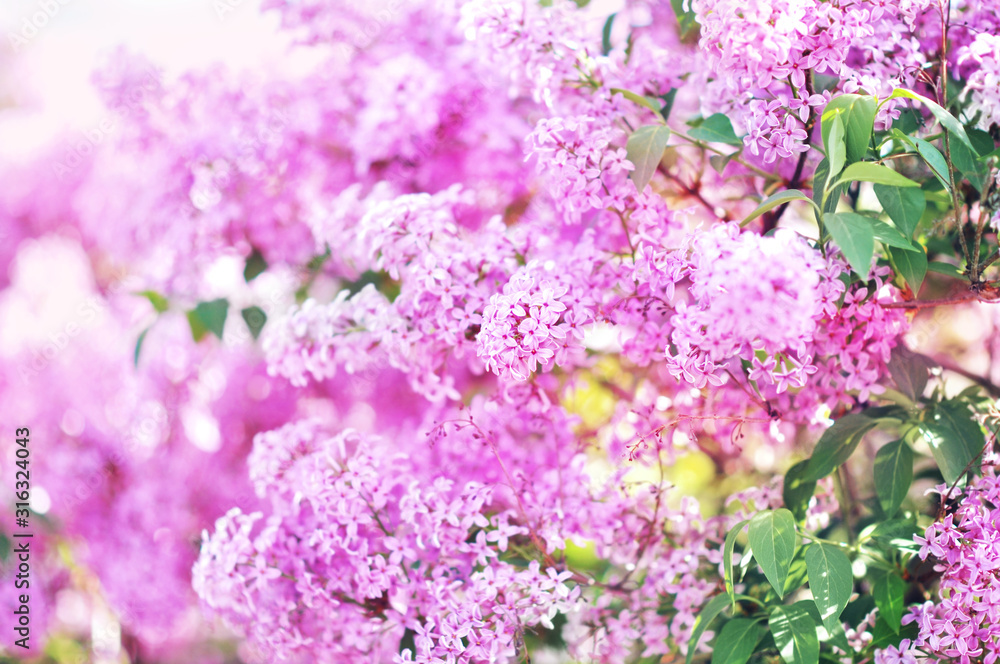 Spring blossoming lilac flowers in garden, selective focus, toned, light bokeh background, pastel and soft floral card - obrazy, fototapety, plakaty 