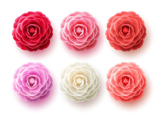 Wall Mural - Camellia flowers vector set. Camellia and rose flower collection for spring with various colors for spring season isolated in white background. Vector illustration.