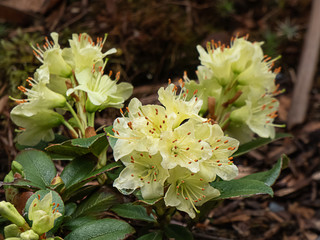 Poster - clusters of some buttery yellow rhododendron flowers