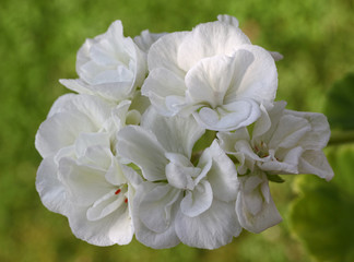 Sticker - White Pelargonium - Geranium flower with green leaves in the patio garden