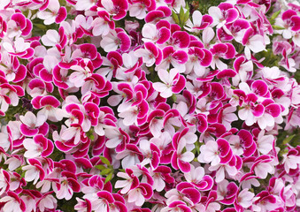 White and Pink Pelargonium flower with green leaves closeup in the garden