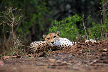 Poster - Cheetah (Acinonyx jubatus), also a hunting leopard resting on red soil. Adult elderly male cheetah lying on a hill of red clay. Wildlife photo from a position from the ground. Eye-to-eye look cheetah.