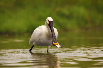 Canvas Print - Eurasian Spoonbill or Common Spoonbill (Platalea leucorodia) with a fish in its beak. A large white water bird with a fish in its beak on a green background.