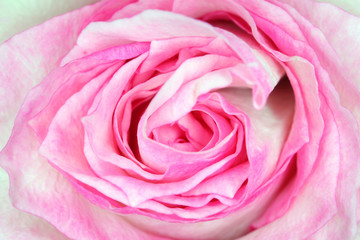 beautiful rose Bud macro as background