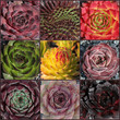 Bunte Sempervivum - Hauswurz Collage mit verschiedenen farbigen Rosetten