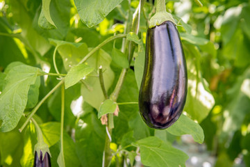 Wall Mural - Purple fruit of an eggplant from close