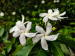 Close up White Jasmine flowers in bloom . Selected focus