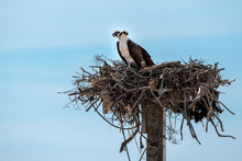 Osprey Bird In The Nest