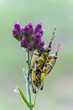 Mating grasshoppers (Zonocerus elegans) on a purple flower, Drakensberg, South Africa