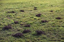 Molehills On A Green Grass Field