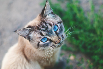 Wall Mural - Beautiful Cat with blue Eyes