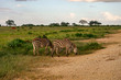 Zeba im Nationalpark Tsavo Ost, Tsavo West und Amboseli in Kenia