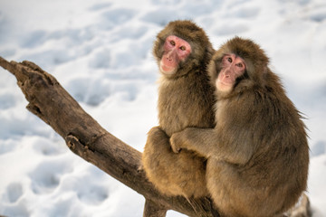 Poster - Two snow monkeys sitting in branch in snow