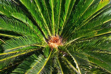 green branch of a tree
