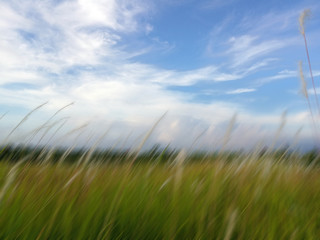 Blurry meadow background. Backgrounds of bright sky clouds over green grass in field. White wild grass flower in blurry wind motion. Copy space for your text or design.