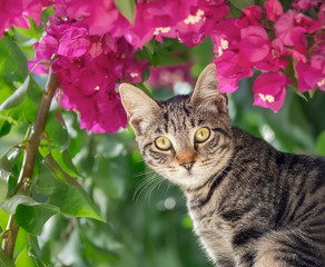 Wall Mural - Cute young brown tabby cat posing in front of pink Bougainvillea flowers, Crete, Greece 