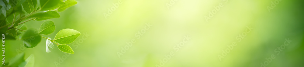Nature of green leaf in garden at summer. Natural green leaves plants using as spring background cover page environment ecology or greenery wallpaper - obrazy, fototapety, plakaty 