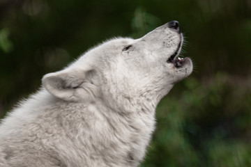 Portrait of a howling wolf at sunset, Artis Zoo Amsterdam