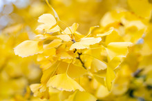 Leaves Of Yellow Ginkgo Biloba Or Momijigari In Autumn At Japan. Light Sunset Of The Sun With Dramatic Yellow And Orange Sky. Image Depth Of Field.