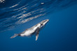 © zimagine - Vue sous-marine de baleines à bosses