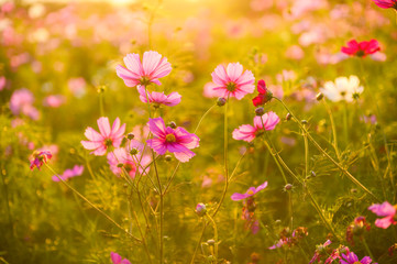 Wall Mural - Beautiful cosmos flowers blooming in garden with sunset light