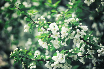 Bright spring greens at dawn in the forest. Nature comes to life in early spring.