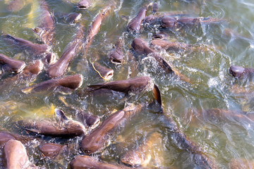 Pangasius farm faithful food export business