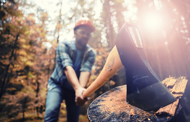 Canvas Print - Male worker with an ax chopping a tree in the forest.