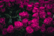dark roses pink