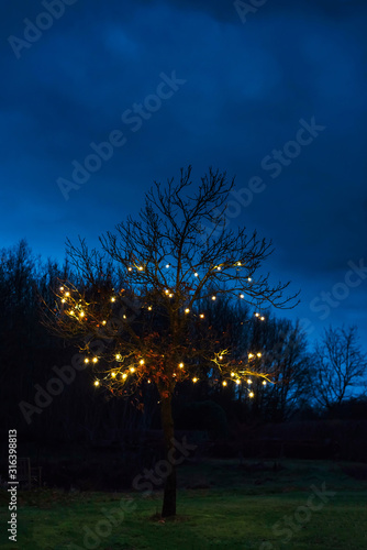 Fotografía Bare tree illuminated by lightbulbs in frontyard during winter.
