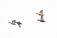 Cinnamon drake male female hen ducks flying isolated.