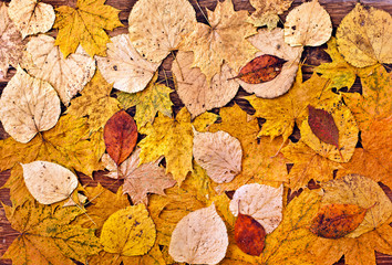 Wall Mural - Background of fallen autumn yellow leaves from different trees. Top view.