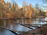 Fototapeta Pomosty - A small lake in the forest among trees and shrubs. Forest frozen lake surrounded by trees. Fallen trees in a forest pond.