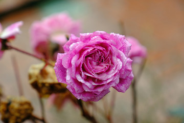 Wall Mural - pink rose in the winter 