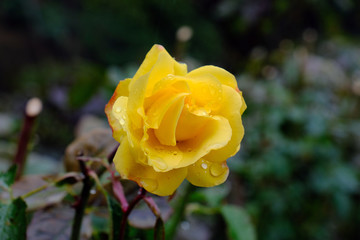 Canvas Print - yellow rose in Portland rose test garden