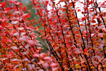 Wall Mural - autumn leaves on tree in Washington park