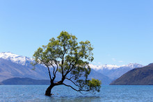 Lonely Weeping Willow Tree In Wanaka Lake With Clear Blue Sky, New Zealand, South Island