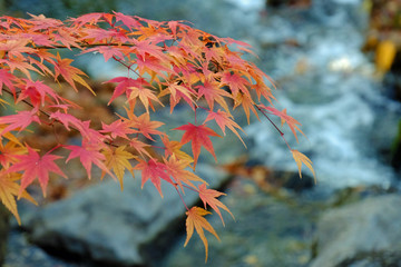 Wall Mural - autumn leaves in the water