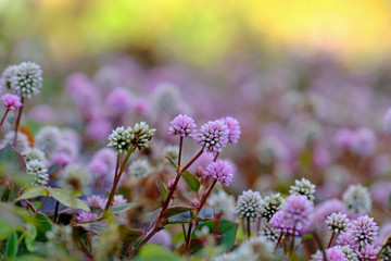 Wall Mural - flowers in garden