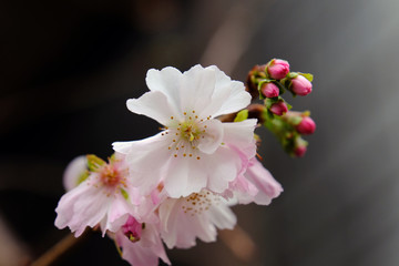 Canvas Print - Winter Cherry Blossoms