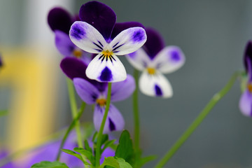 Canvas Print - Nagoya Pansy