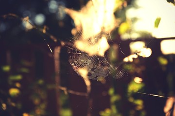spider web