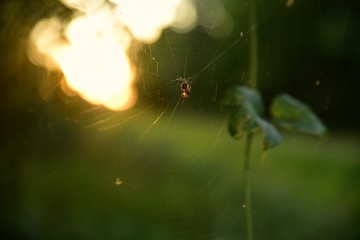 spider on a web