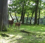 Fototapeta Zwierzęta - Junge Mufflons im Wald